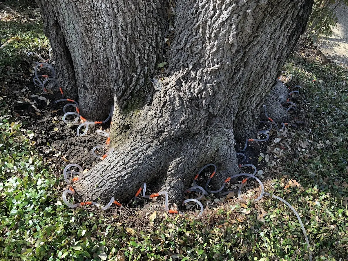 Detailed Tree Cabling and Bracing job site in Ostrander